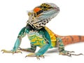 single collared lizard poses on a white surface showcasing its striking colors and distinct black bands. The lizards Royalty Free Stock Photo