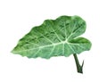 Colocasia gigantea Leaf