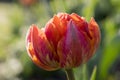 Single color barked beautiful spring orange, red and yellow double flower tulip in bloom, covered with morning dew Royalty Free Stock Photo