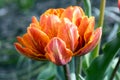 Single color barked beautiful spring orange, red and yellow double flower tulip in bloom in sunlight Royalty Free Stock Photo