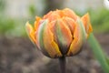 Single color barked beautiful spring orange, red and yellow double flower tulip in bloom in sunlight Royalty Free Stock Photo