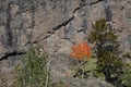 Single colorful Aspen plant on a hill