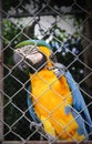 Single colorful blue and yellow macaw or ara chloropterus clings in steel cage Royalty Free Stock Photo