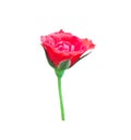 Single colorful bud red rose begins to blooming with green leaves and stem isolated on white background , ornamental nature Royalty Free Stock Photo