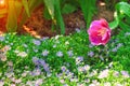 Single colorful flowers sweet pink tulip with green stem , water drops blooming in garden and sunrise in the morning , nature