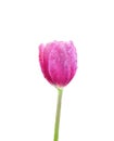 Single colorful flowers sweet pink tulip with green stem and water drops blooming isolated on white background  , clipping path Royalty Free Stock Photo