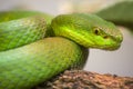 Single colorful green snake Royalty Free Stock Photo