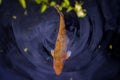 The single colorful koi carp in the tranquil pond water. Beautiful japanese pool fish with vibrant colors. Dynamic fish Royalty Free Stock Photo