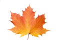 Single colorful maple leaf at autumn