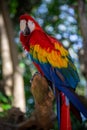 Single colorful parrot Royalty Free Stock Photo