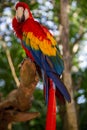 Single colorful parrot Royalty Free Stock Photo