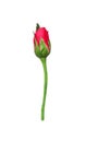 Single colorful red rose bud begin to blooming  and green stem isolated on white background , ornamental nature flowers Royalty Free Stock Photo