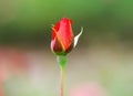 Single colorful red rose bud in garden  , ornamental nature flowers.background Royalty Free Stock Photo