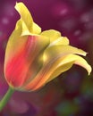 A single colorful tulip with a pretty background.