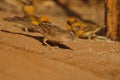 Single common babbler bird