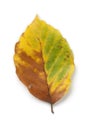 Single common beech leaf in autumn