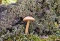 Single common bonnet mushroom against a background of trumpet lichen