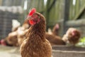 Single common brown chicken