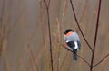 Single Common Bullfinch bird on a tree branch during a winter period Royalty Free Stock Photo
