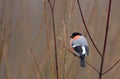 Single Common Bullfinch bird on a tree branch in winter season