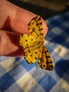 Single common butterfly - Pseudopanthera macularia Royalty Free Stock Photo