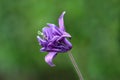 Single Common columbine or Aquilegia vulgaris perennial plant with branched thinly hairy stem and beautiful layered blooming fully