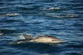 Single Common Dolphin Royalty Free Stock Photo