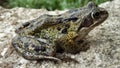 A single Common Frog, Rana temporaria.