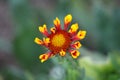 Single Common gaillardia or Gaillardia aristata wildflower with yellow to reddish petals starting to open and flower head with