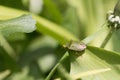 A single common green shield bug, shieldbug, Palomena prasina or stink bug resting on a green leaf, close-up view Royalty Free Stock Photo