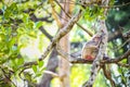 single common hairy grey monkey resting on large tropical tree in open aviary