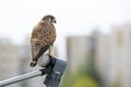 Single Common Kestrel bird