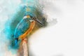 Common Kingfisher - painted with watercolor. Bird illustration.