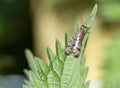 a single common scorpionfly (Panorpa communis)