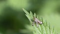 a single common scorpionfly (Panorpa communis)