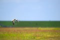 Single common shelduck flying in the air