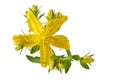 Single Common St. Johnswort Royalty Free Stock Photo