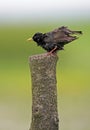 Single Common Starling bird on a fence stick in spring season