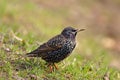 Single Common Starling bird on grassy wetlands of the Biebrza river in Poland during a spring nesting period Royalty Free Stock Photo