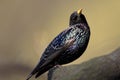 Single Common Starling bird on a tree branch during a spring nesting period Royalty Free Stock Photo