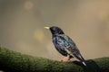 Single Common Starling bird on a tree branch during a spring nesting period Royalty Free Stock Photo