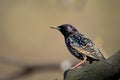 Single Common Starling bird on a tree branch in spring season Royalty Free Stock Photo