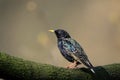 Single Common Starling bird on a tree branch in spring season Royalty Free Stock Photo