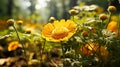 A single Common Tansy flower infront closeup view