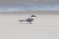 A single common tern Sterna hirundo stands on the ground at Island Beach State Park, New Jersey, USA