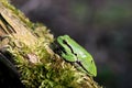 Single Common Tree Frog resting on a tree branch in spring season