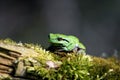 Single Common Tree Frog known also as European Tree Frog resting on a tree branch in a Poland forest in spring season