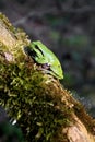 Single Common Tree Frog known also as European Tree Frog resting on a tree branch in a Poland forest in spring season