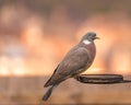 A single common wood pigeon, Columba palumbus of the dove and pigeon family on a perch