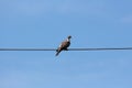 Single common wood pigeon sitting on electrical wire on clear blue sky background